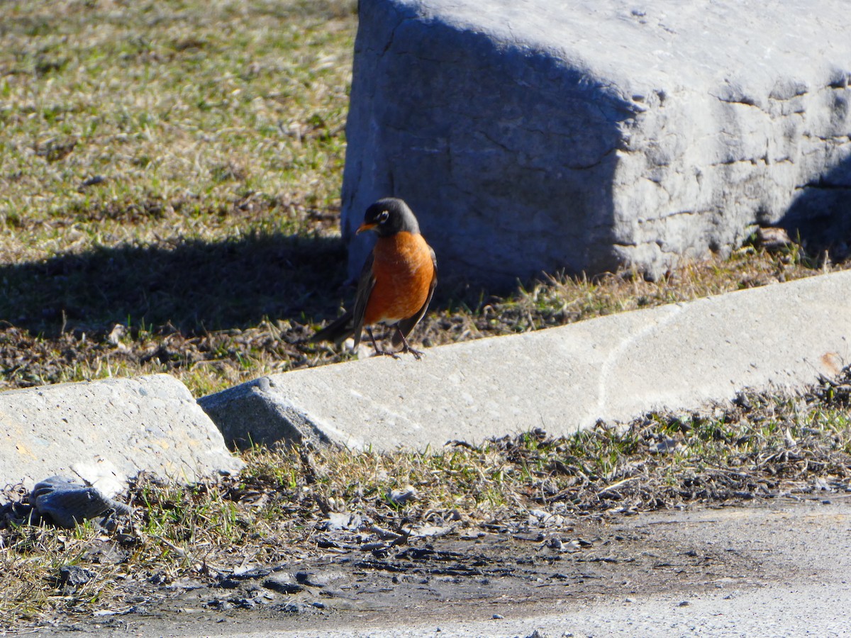American Robin - ML427391171