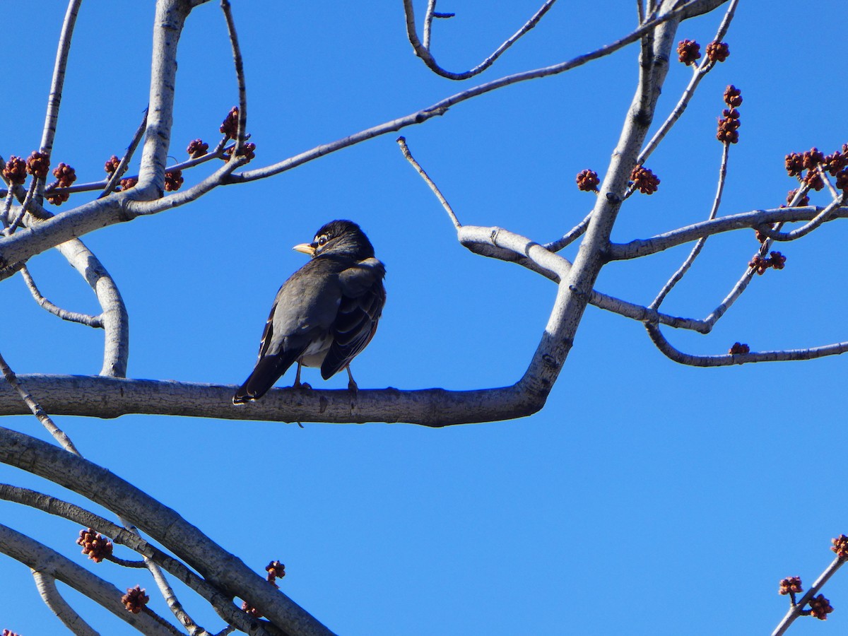 American Robin - ML427391181