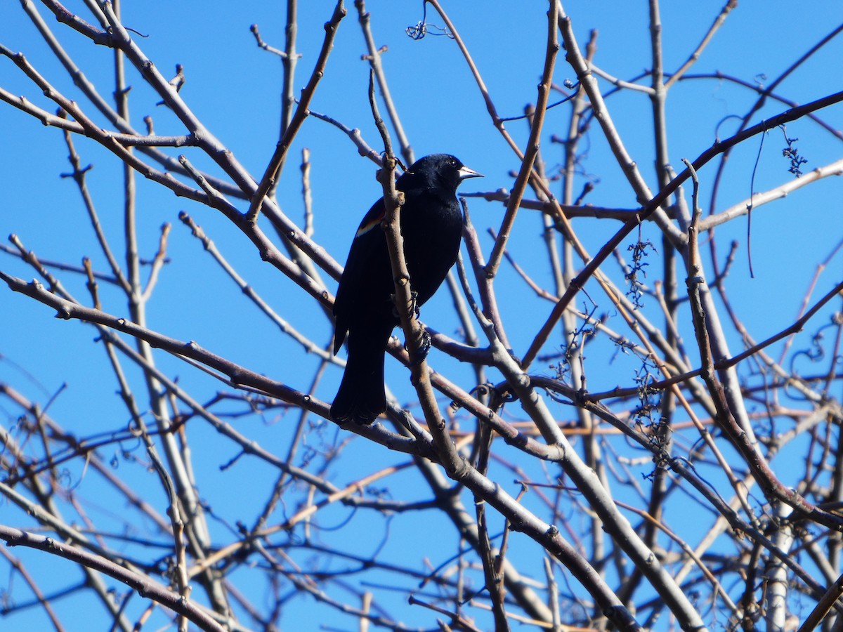 Red-winged Blackbird - ML427391321
