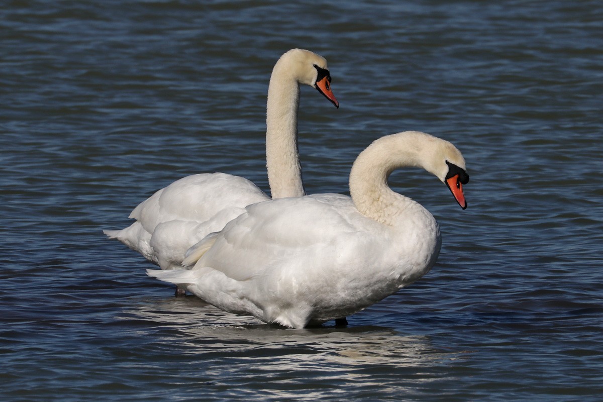 Mute Swan - Richard Fray