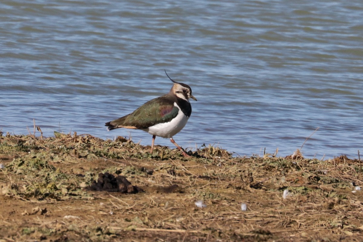 Northern Lapwing - ML427392871