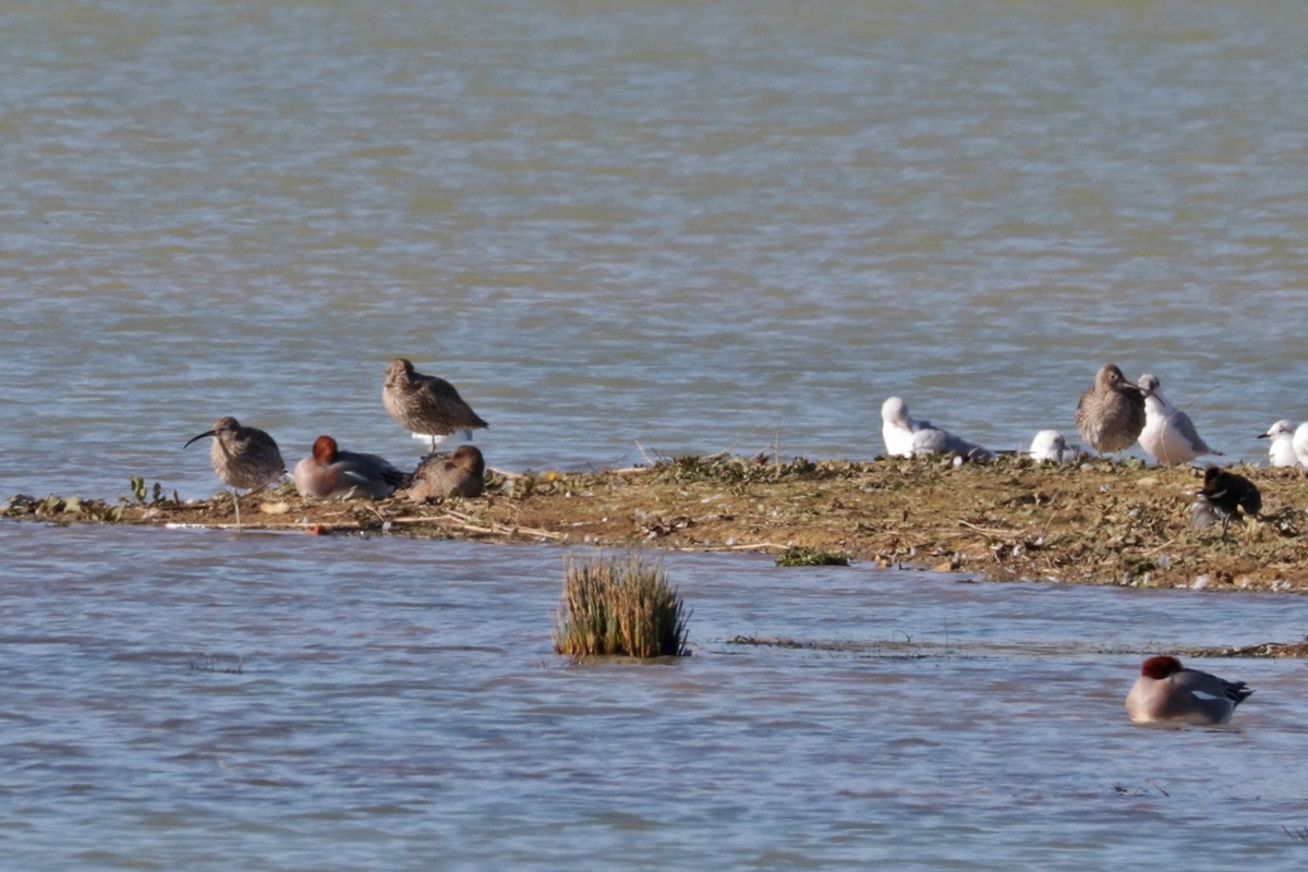 Eurasian Curlew - ML427392951