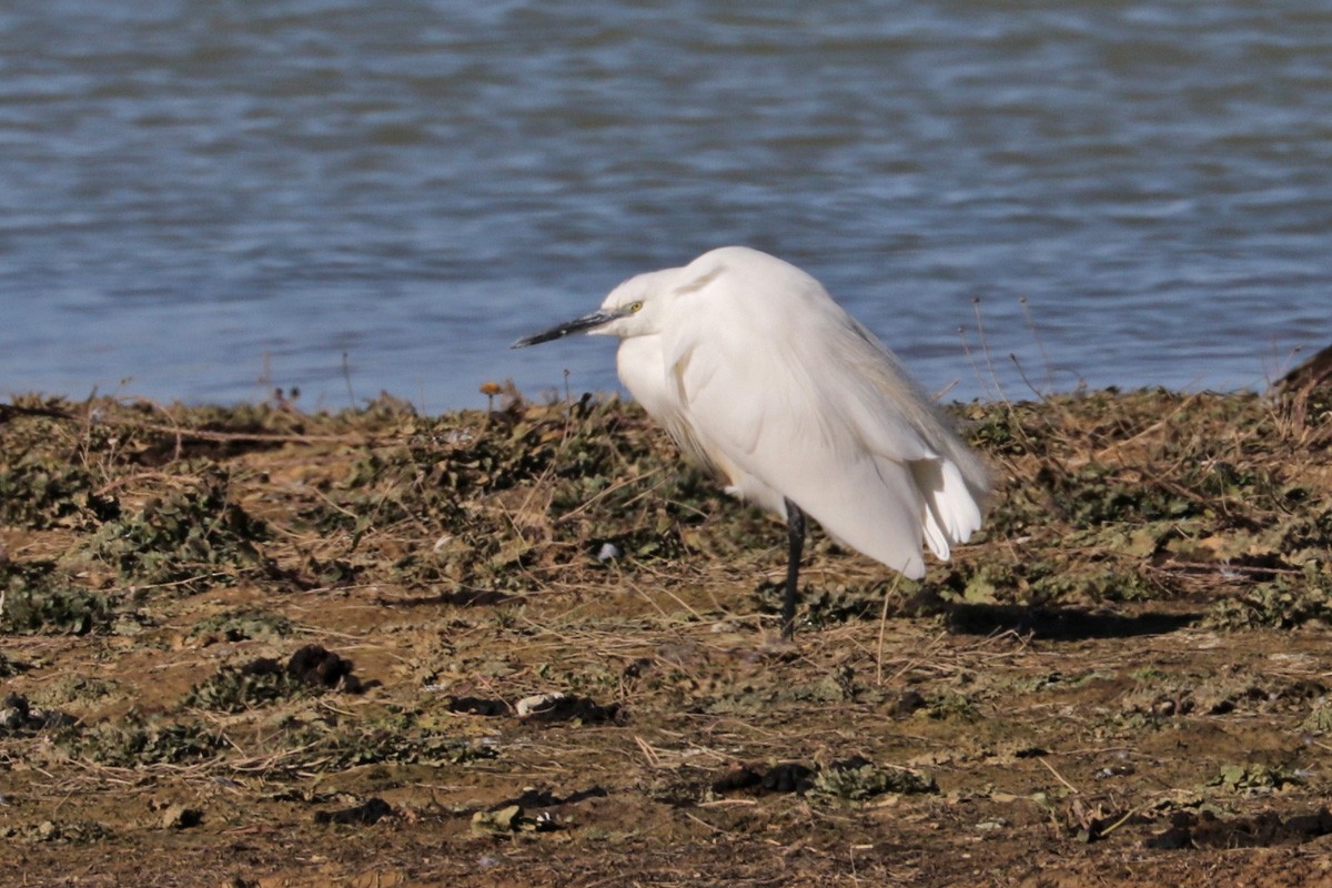 Little Egret - ML427393031