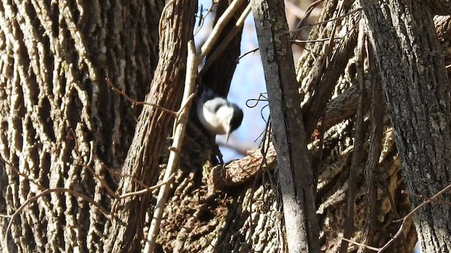 White-breasted Nuthatch - ML427393061