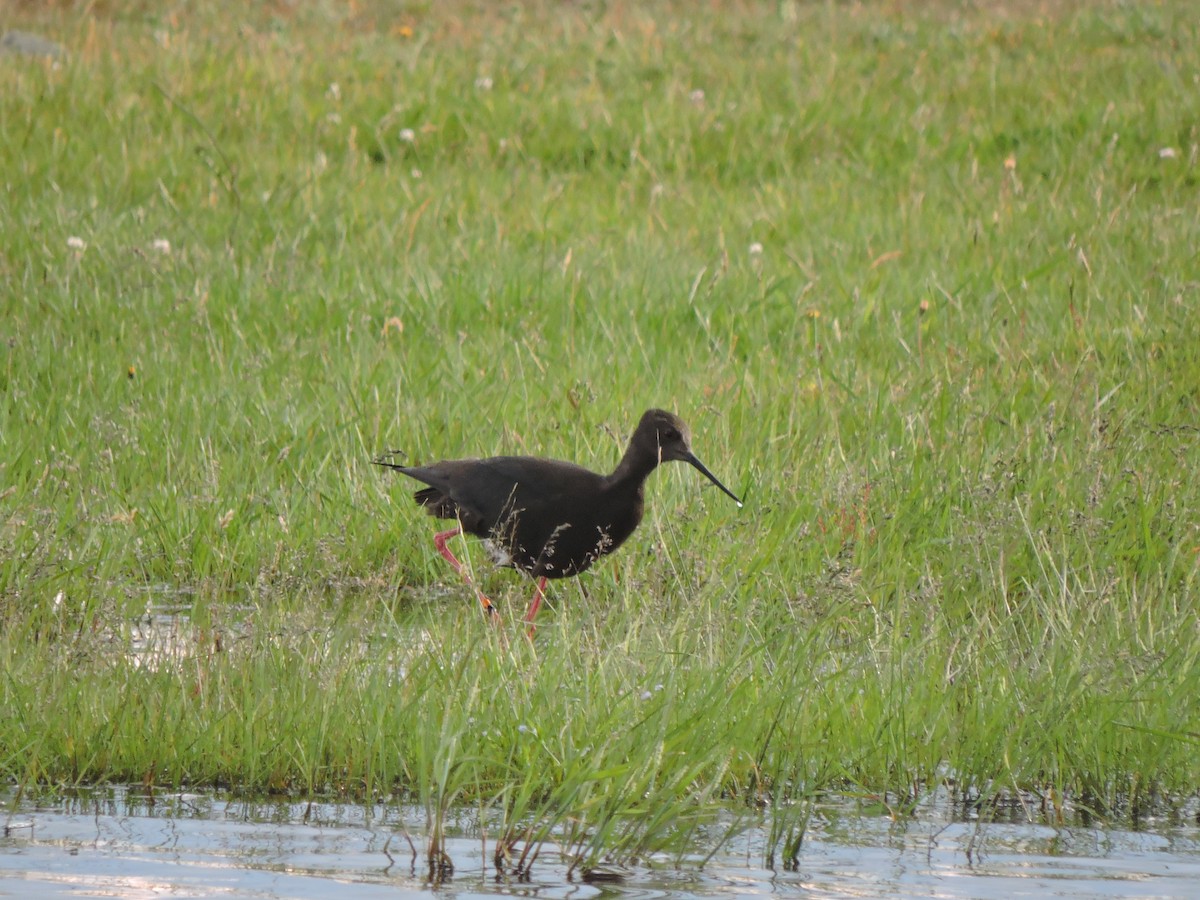 Black Stilt - ML427393341