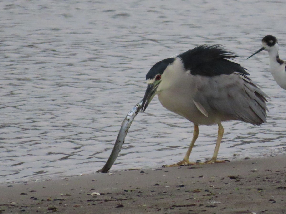 Black-crowned Night Heron - ML427393491