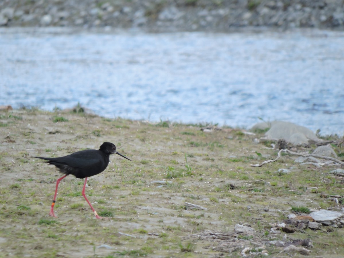 Black Stilt - ML427393601