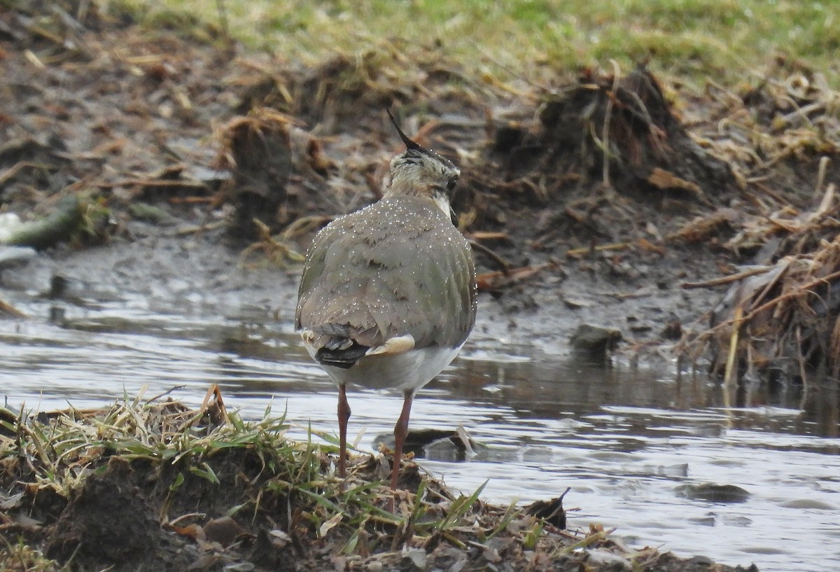 Northern Lapwing - Richard Mckay