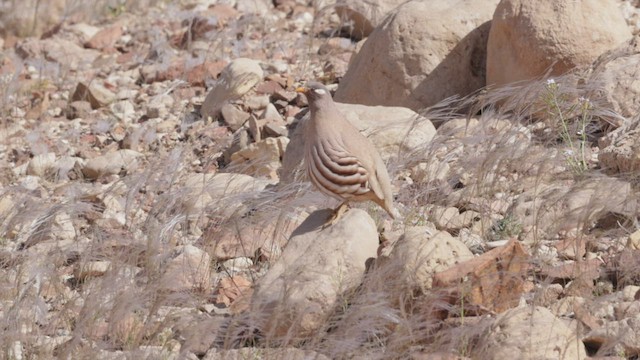 Sand Partridge - ML427394441