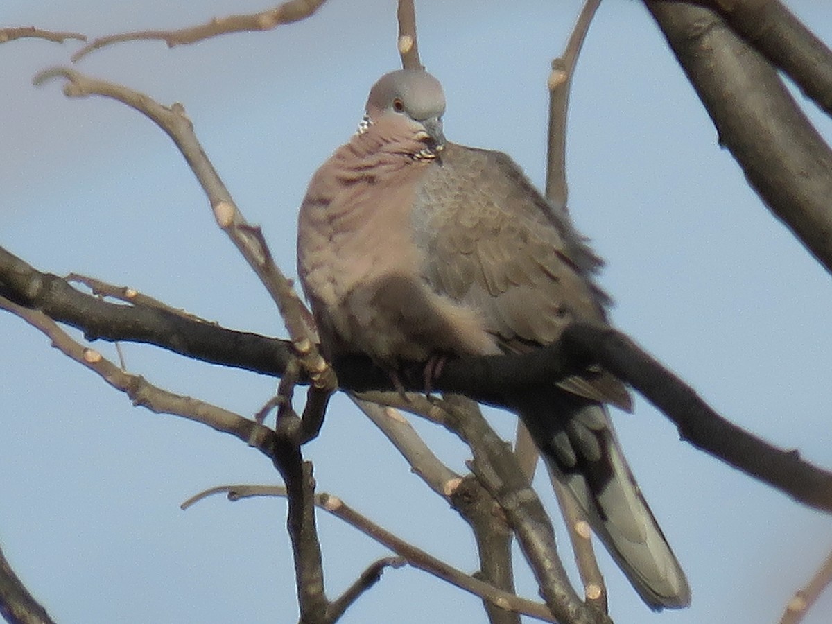 珠頸斑鳩 - ML42739501