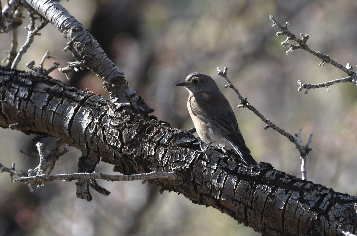 Western Bluebird - ML427395541