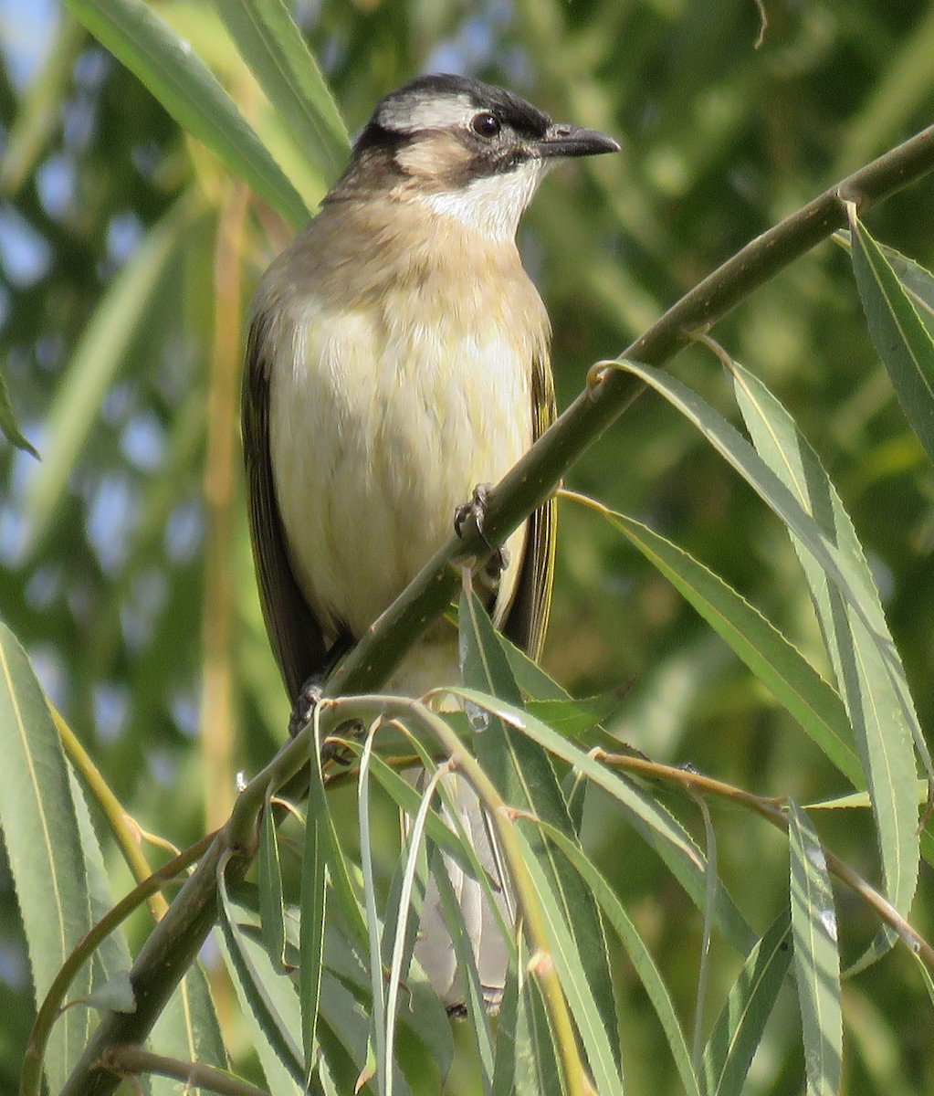 Light-vented Bulbul - ML42739601