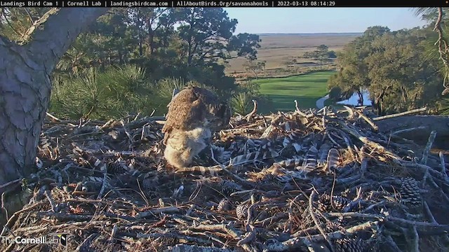 Great Horned Owl - ML427396181