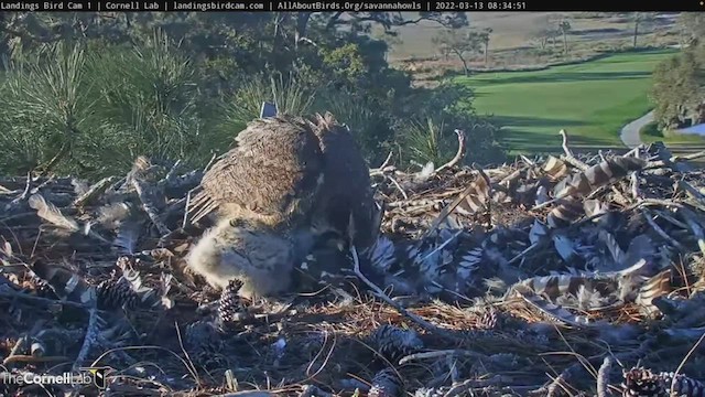 Great Horned Owl - ML427396331