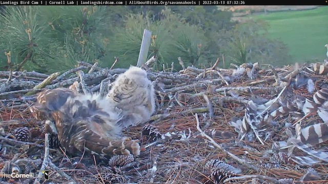 Great Horned Owl - ML427396831