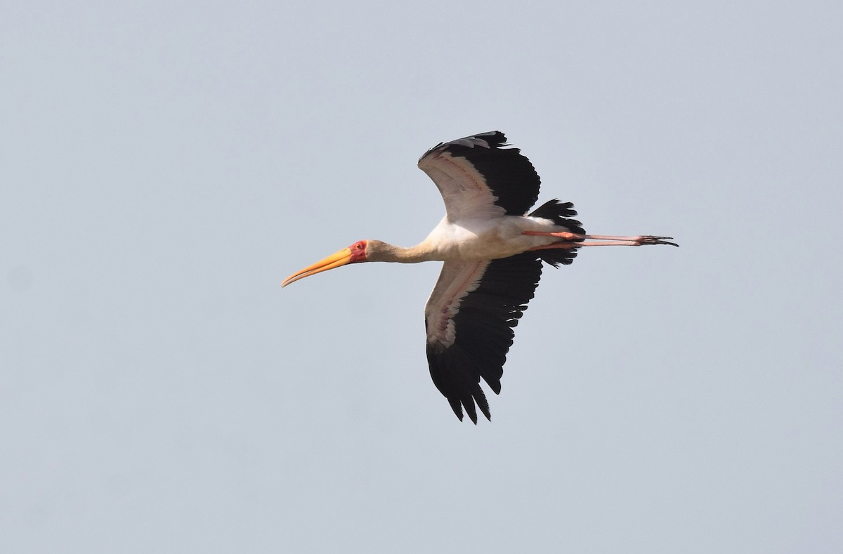 Yellow-billed Stork - ML427397311