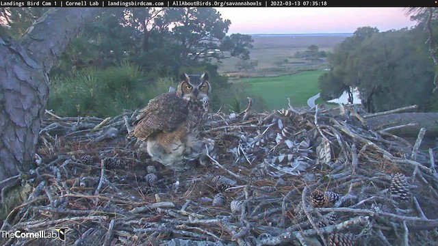 Great Horned Owl - ML427397341