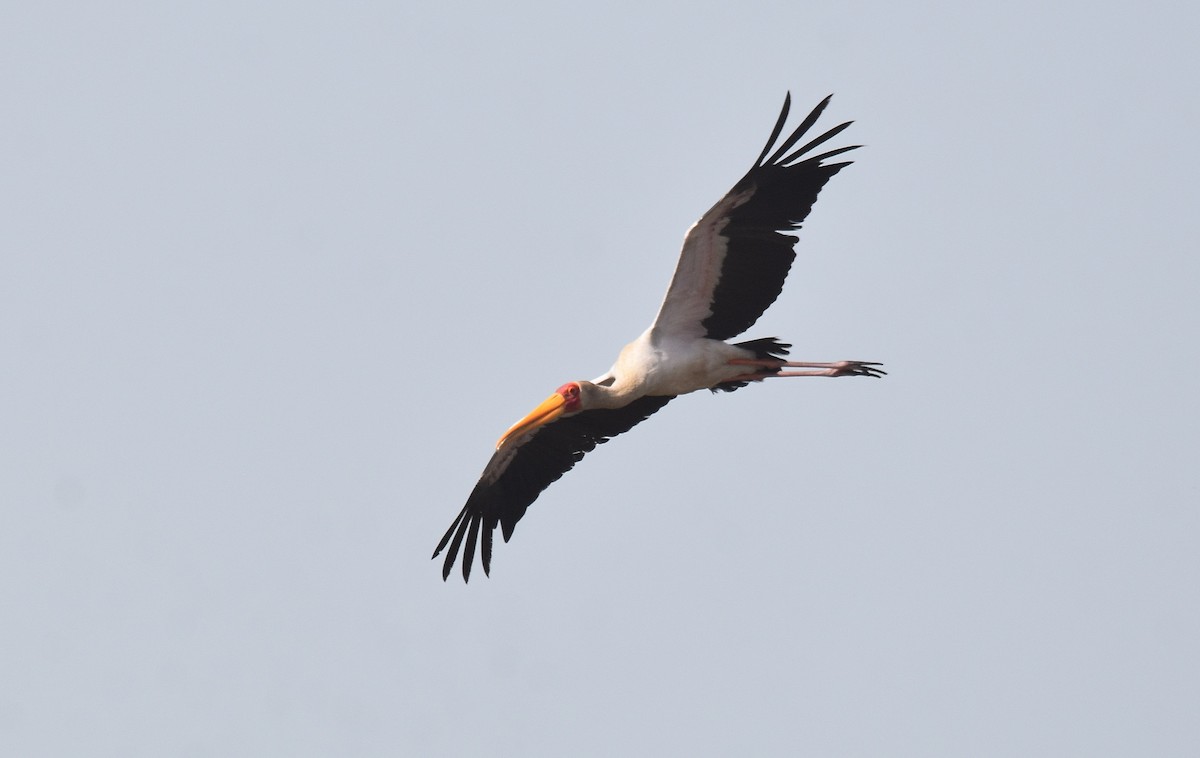 Yellow-billed Stork - ML427397361