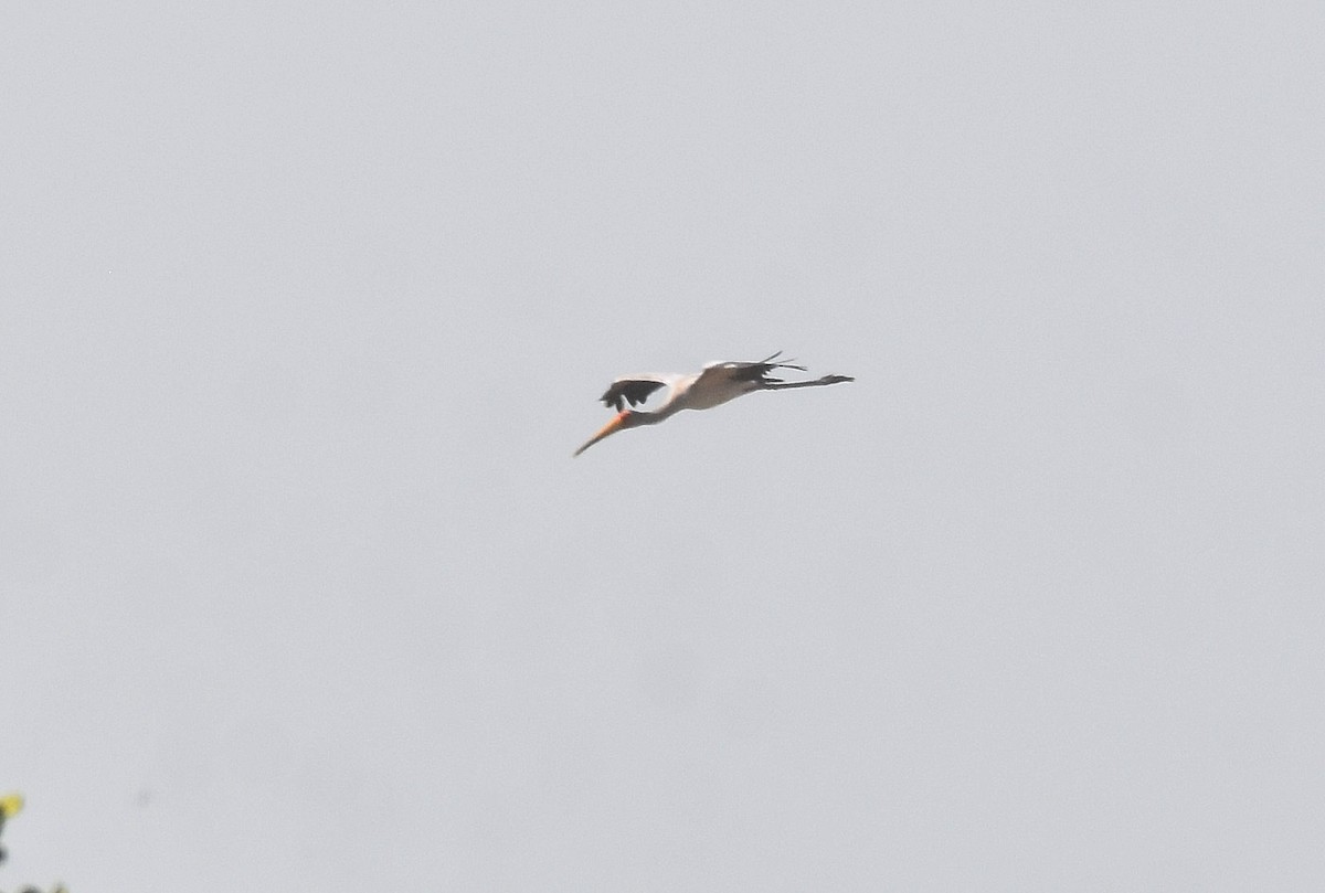 Yellow-billed Stork - ML427397431