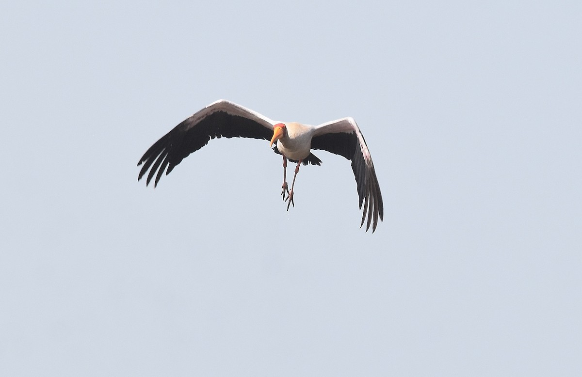 Yellow-billed Stork - ML427397501