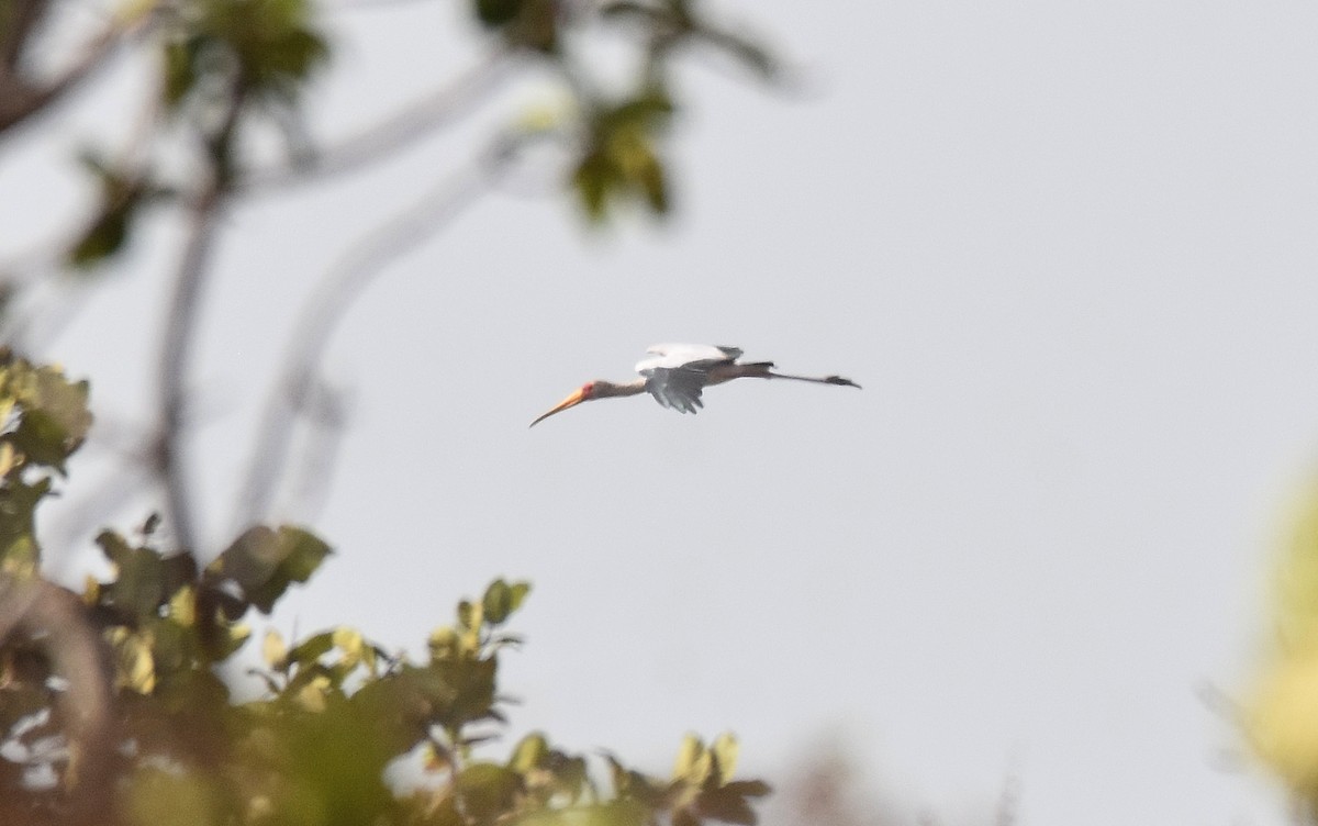 Yellow-billed Stork - ML427397561