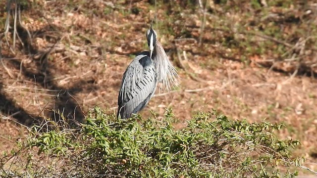 オオアオサギ（herodias グループ） - ML427397711