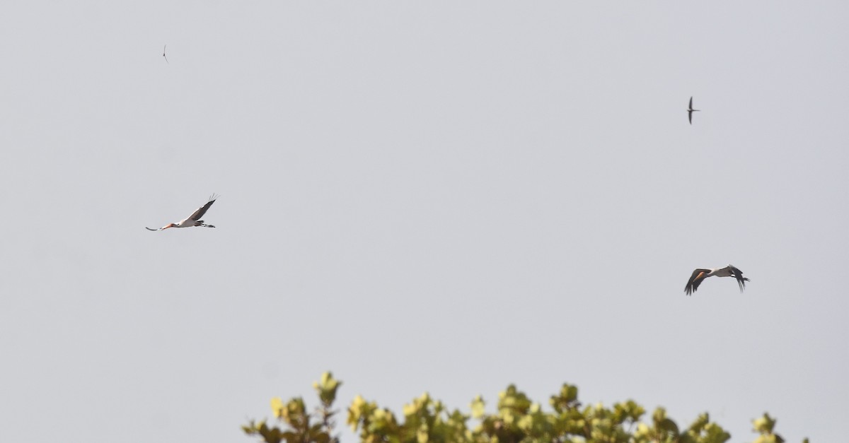 Yellow-billed Stork - ML427397761