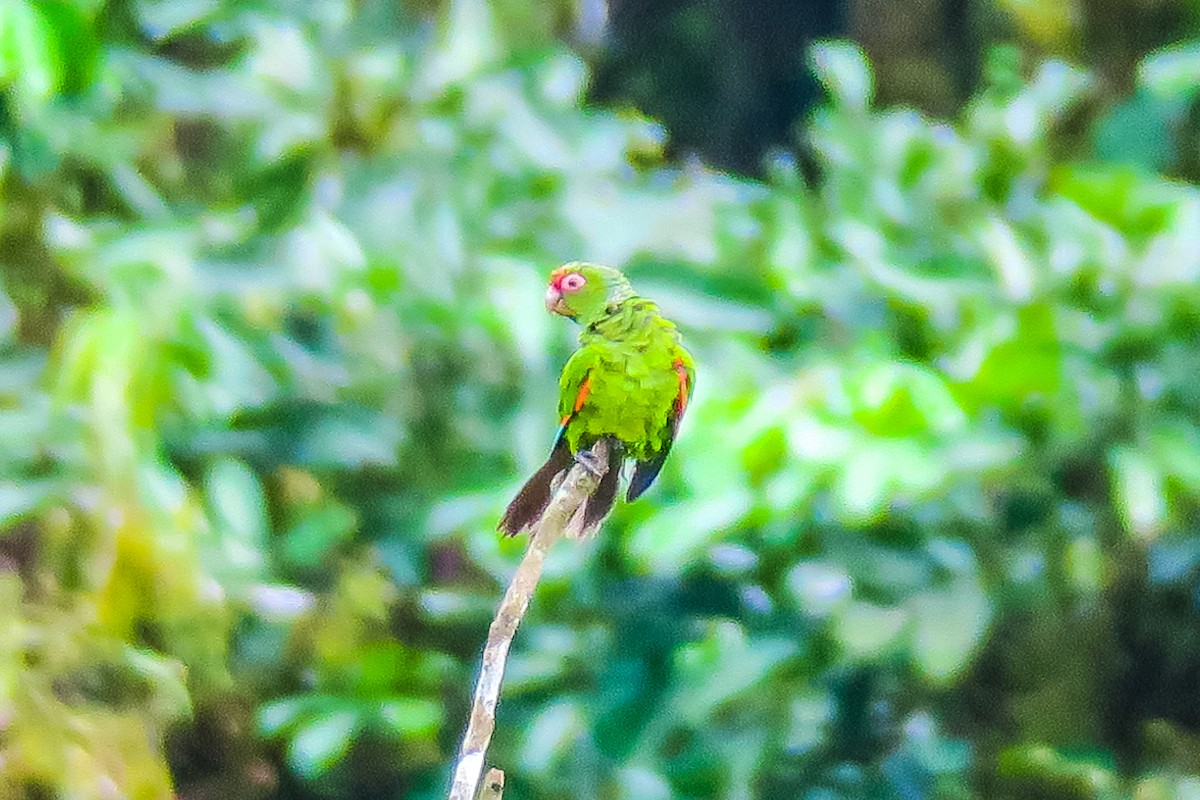 El Oro Parakeet - graichen & recer