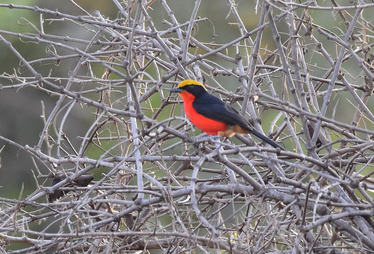 Yellow-crowned Gonolek - ML427398291