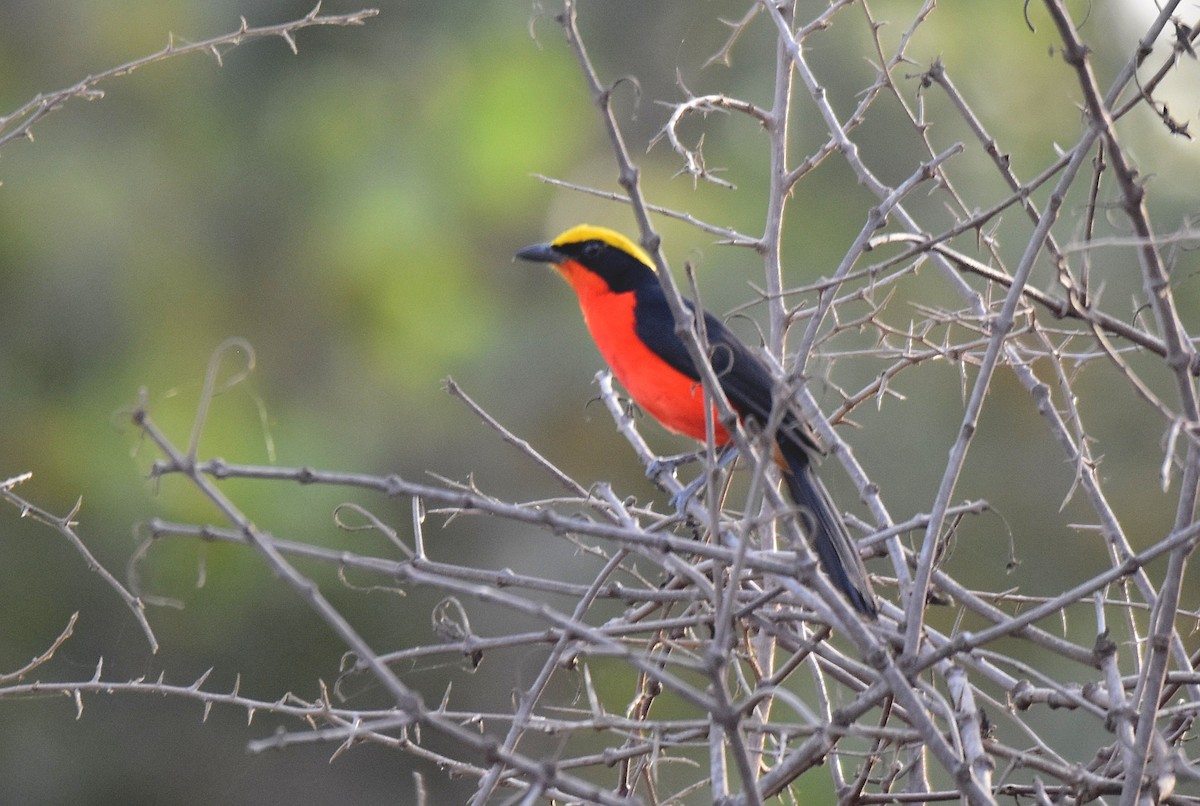 Yellow-crowned Gonolek - ML427398301