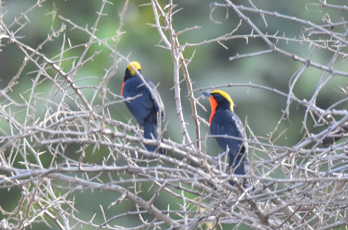 Yellow-crowned Gonolek - ML427398331