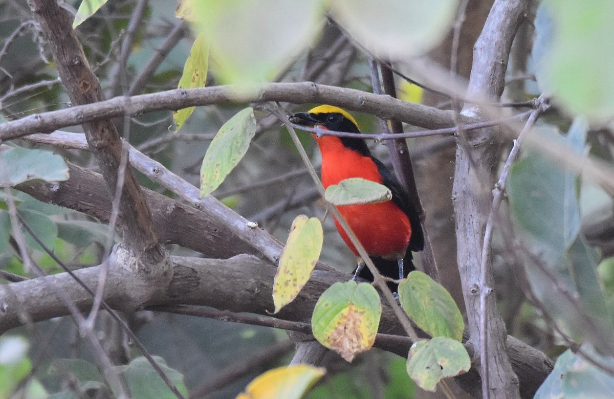 Yellow-crowned Gonolek - ML427398361