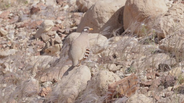 Arabienwüstenhuhn - ML427399161