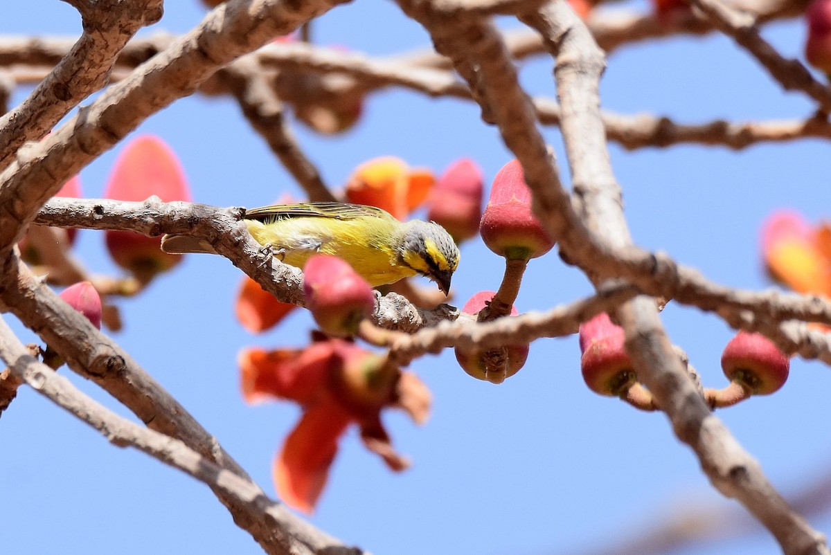 Yellow-fronted Canary - ML427399781