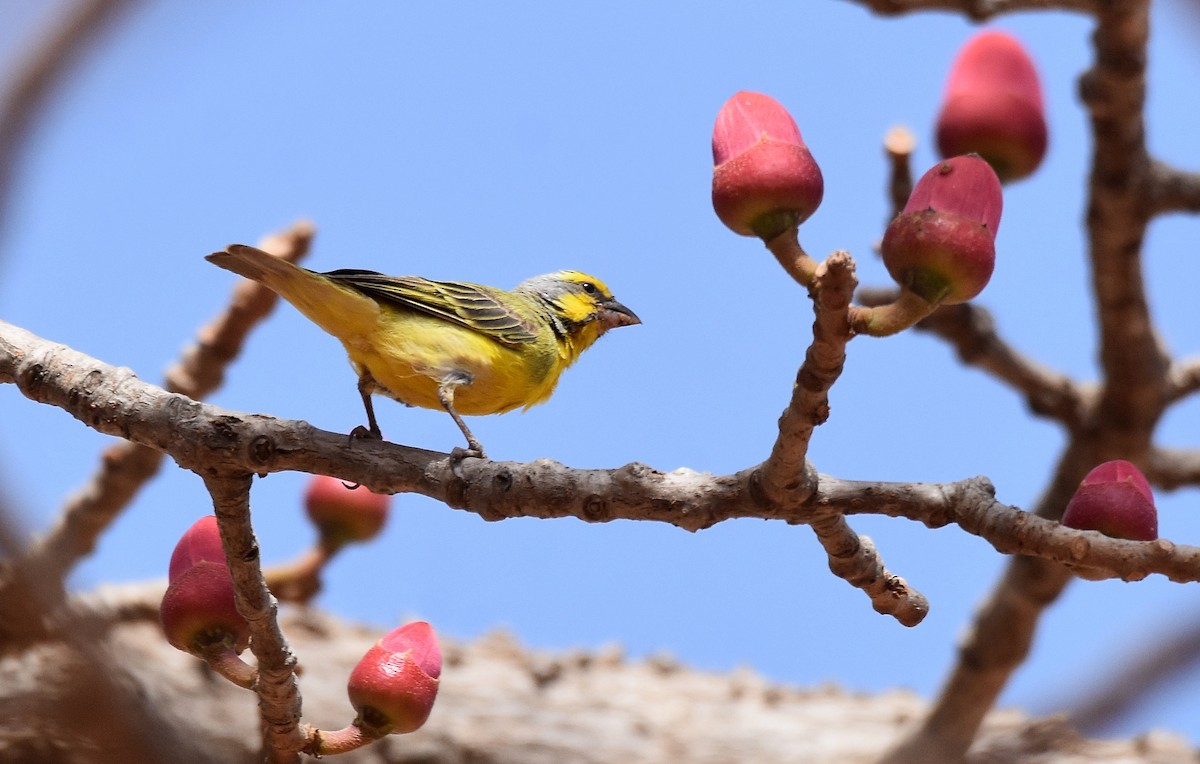 Yellow-fronted Canary - ML427399831