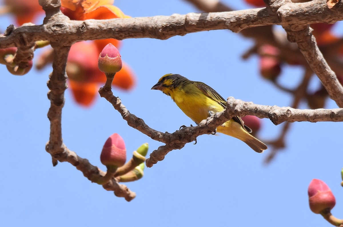 Yellow-fronted Canary - ML427399841
