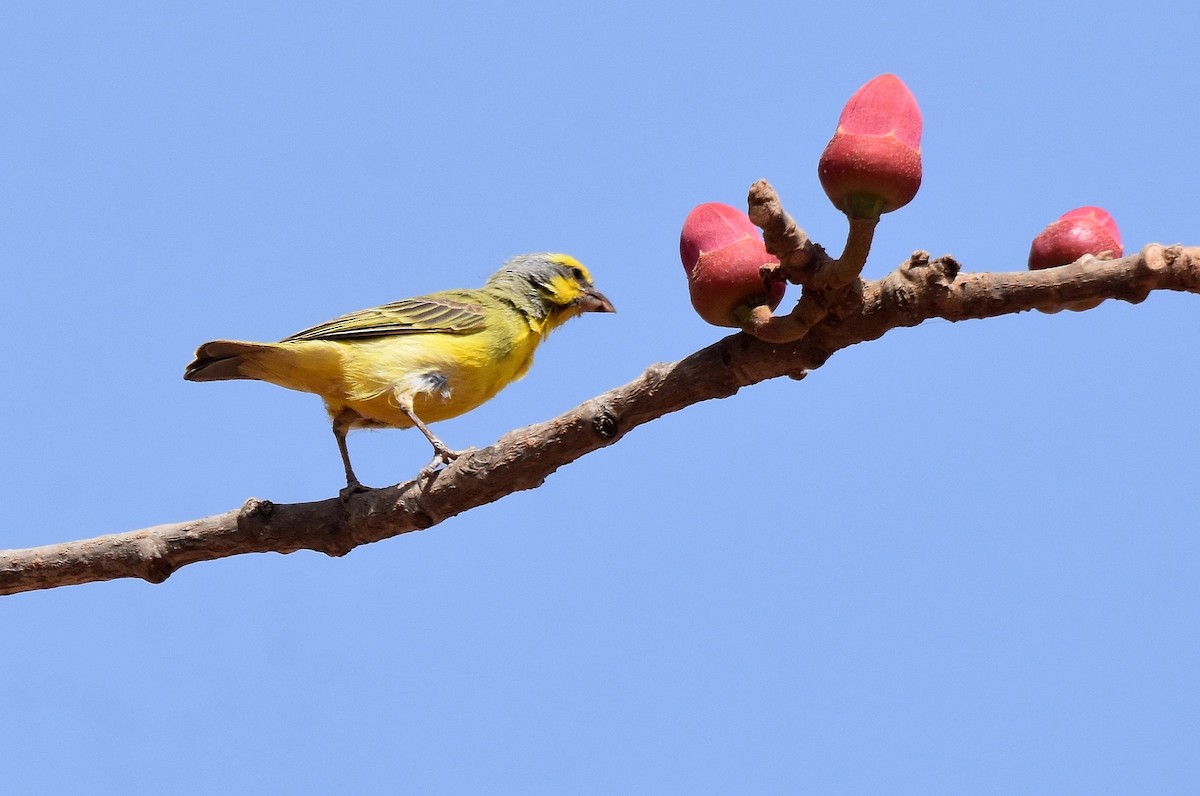 Yellow-fronted Canary - ML427400141