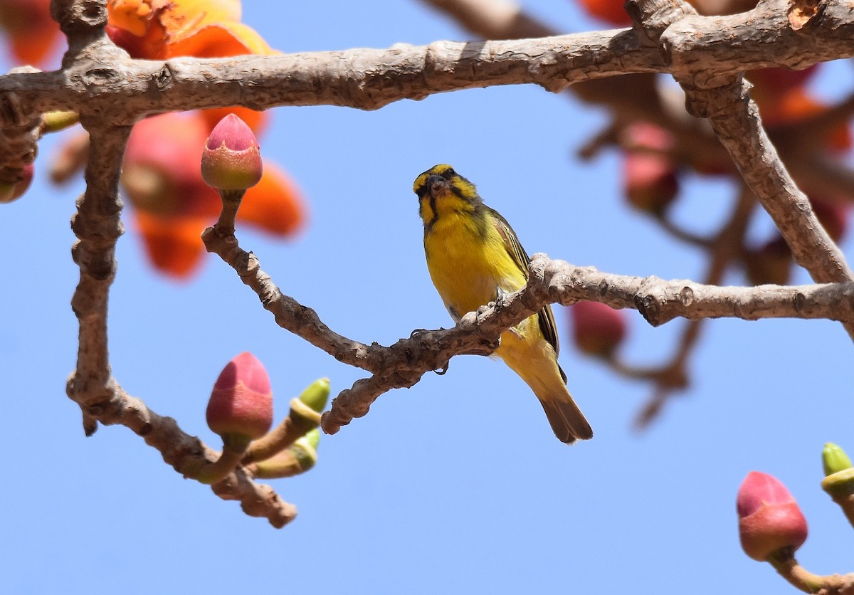 Yellow-fronted Canary - ML427400211
