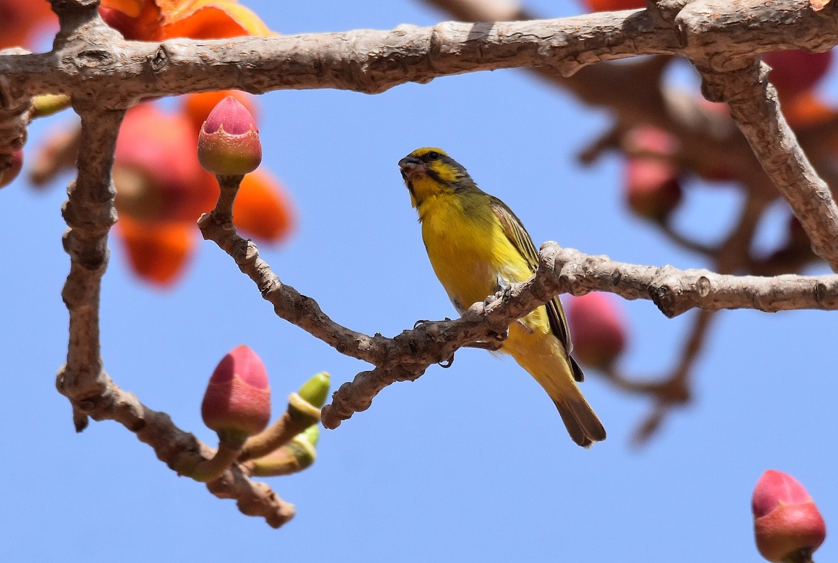 Yellow-fronted Canary - ML427400221