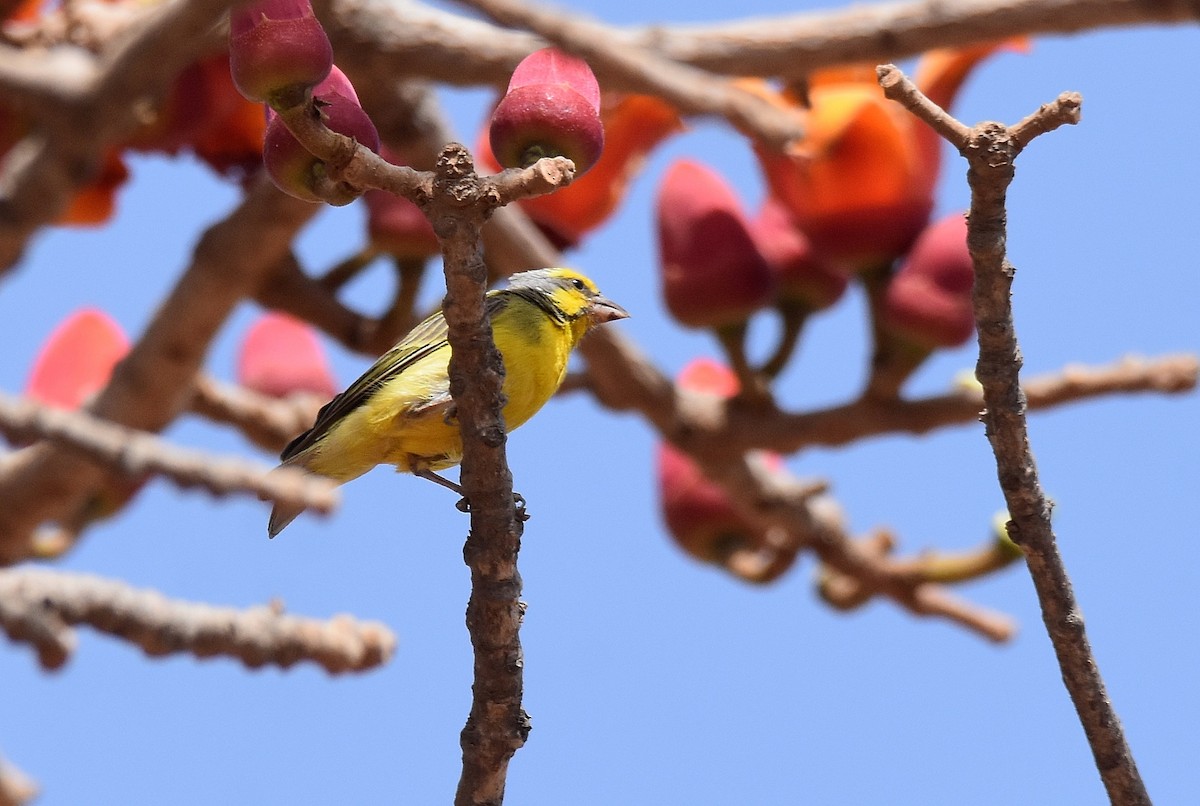 Yellow-fronted Canary - ML427400261