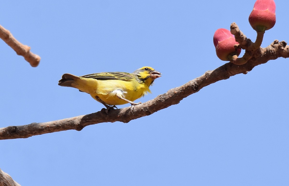 Yellow-fronted Canary - ML427400281