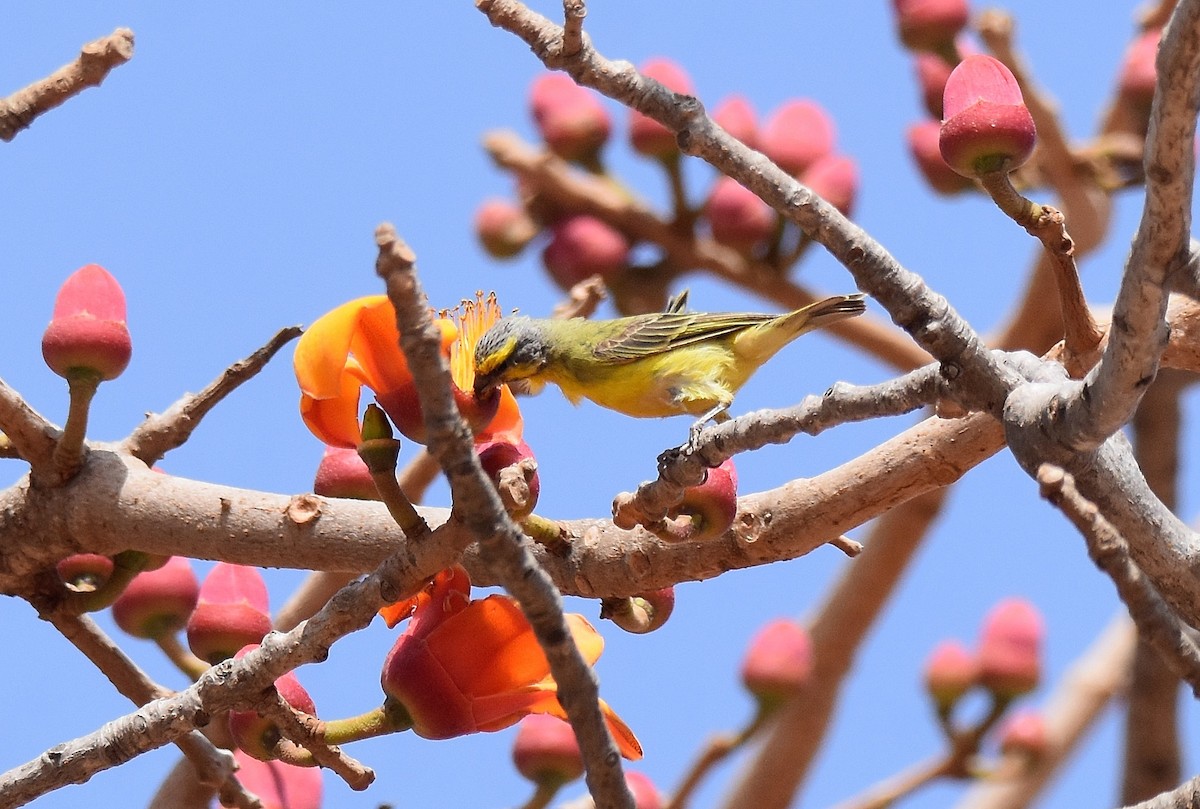 Yellow-fronted Canary - ML427400561
