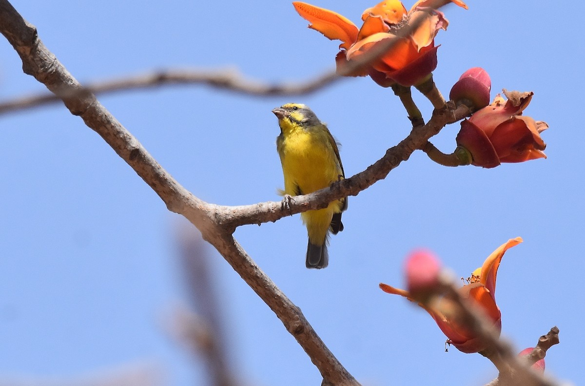 Yellow-fronted Canary - ML427400661