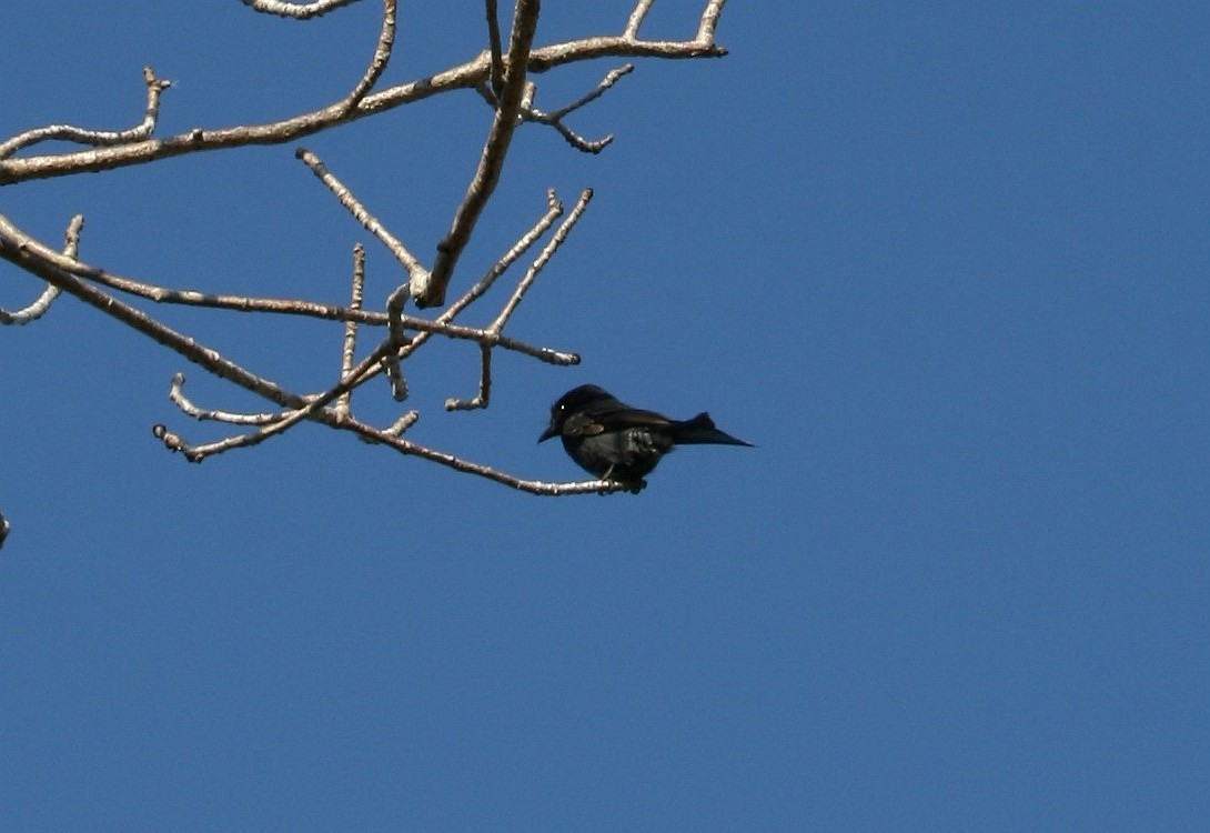 Crested Drongo (Madagascar) - ML427403611