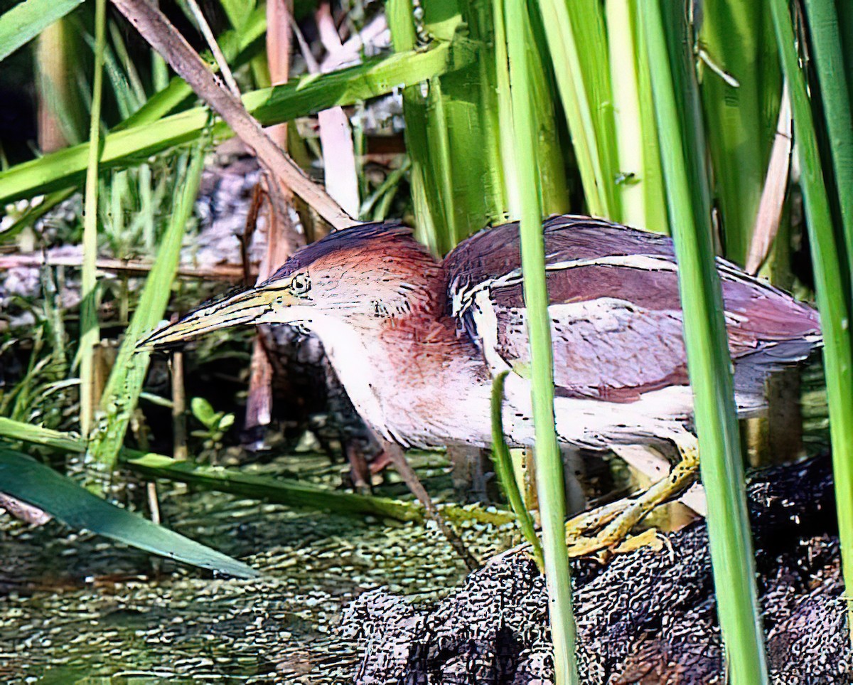 Least Bittern - ML427403621