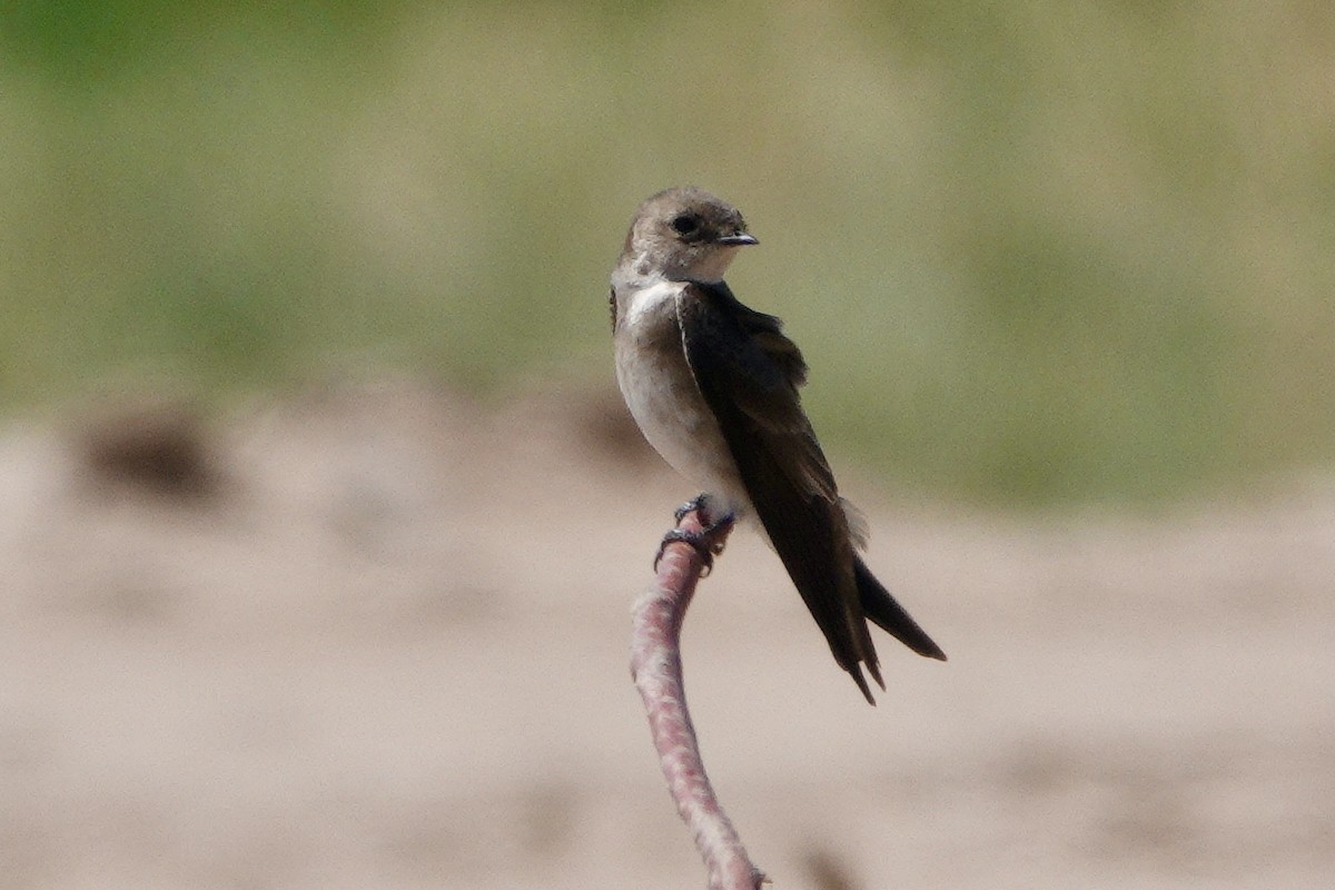 Northern Rough-winged Swallow - ML427404291