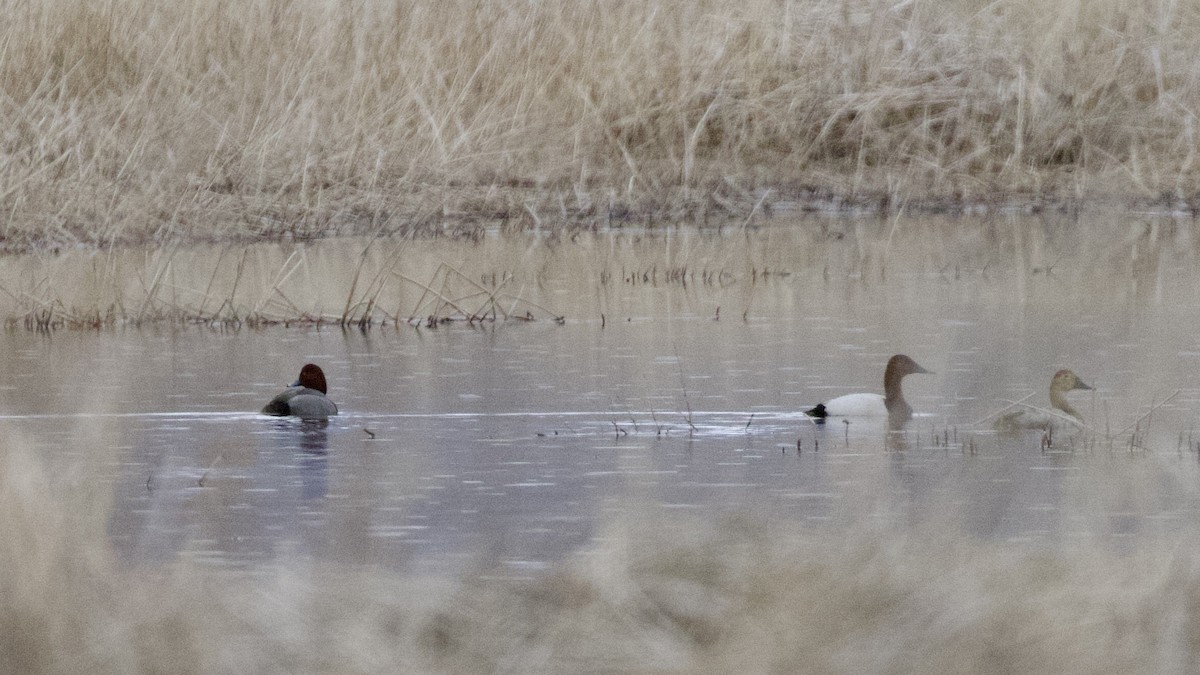 Redhead - ML427404341