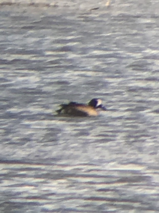 Blue-winged Teal - James Leone