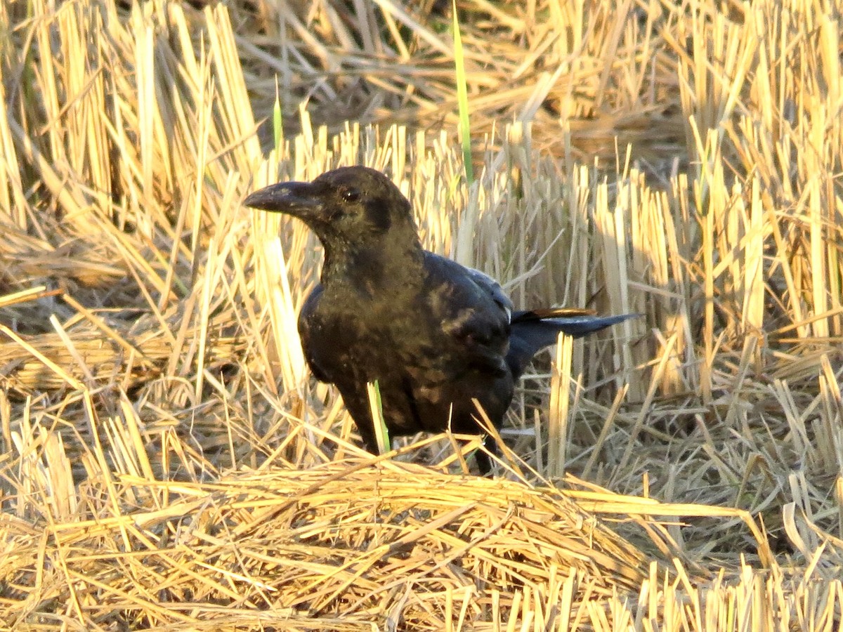 Large-billed Crow - ML427406131