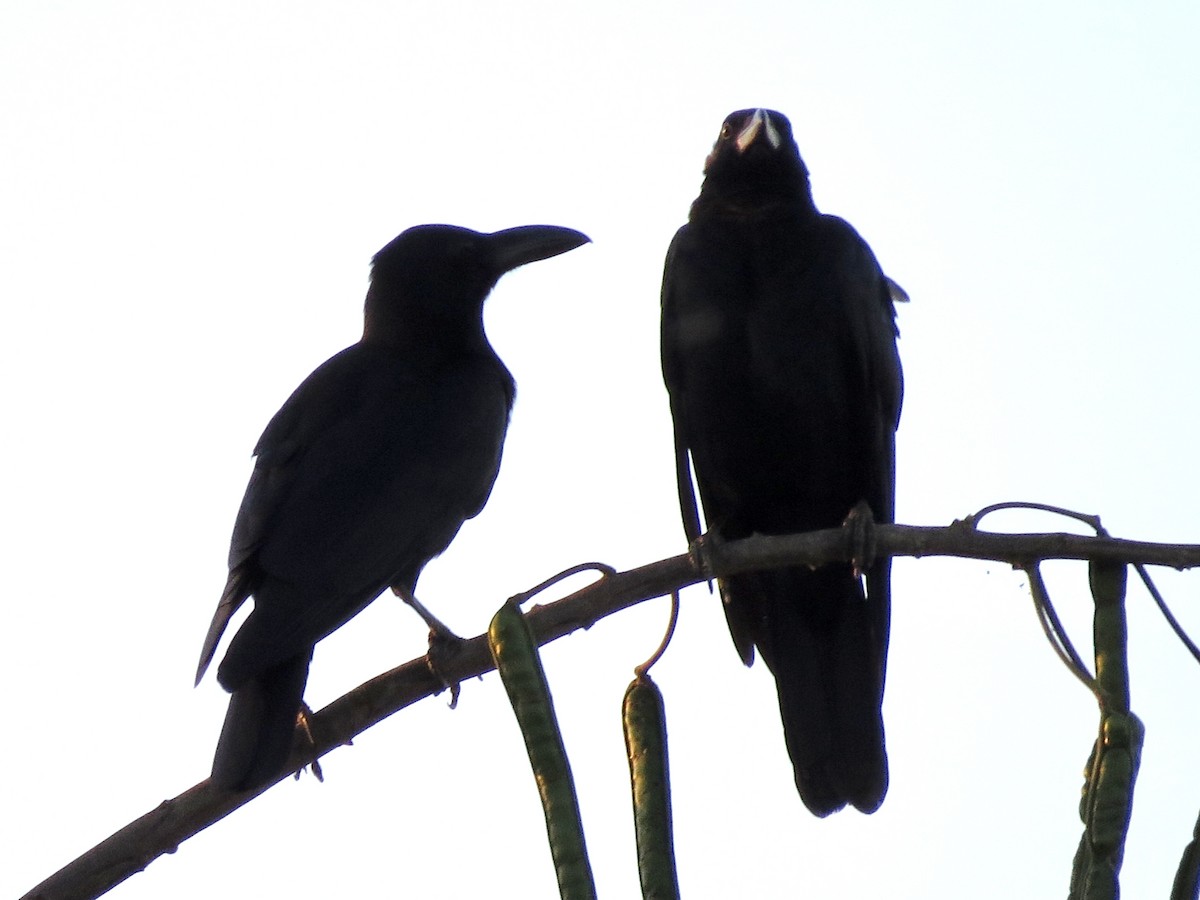 Large-billed Crow - ML427406141